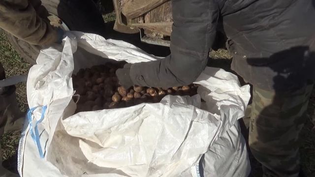 Урожай картошки удался на славу. Корова отелилась в лесу. смотреть онлайн