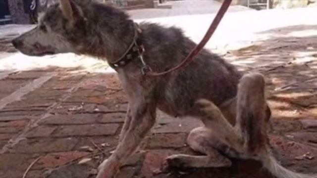 На асфальте лежал породистый пёс, скрывая под животом сокровище… Он почти ушёл на радугу, но вдруг смотреть онлайн