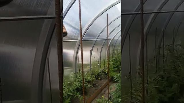 Для чего нужен йод в теплице?!? смотреть онлайн