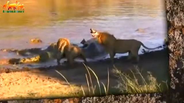 Крокодилы напали на львов. Прайд львов против крокодилов! / Невероятные кадры смотреть онлайн