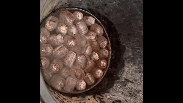 Cordyline Australis Multistem Tree planting from Seed to Park (Part One) смотреть онлайн