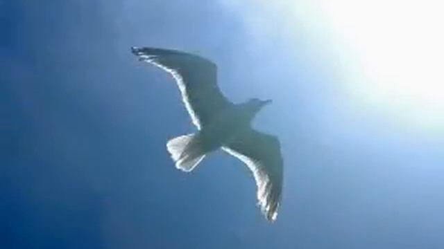 Утренняя медитация смотреть онлайн