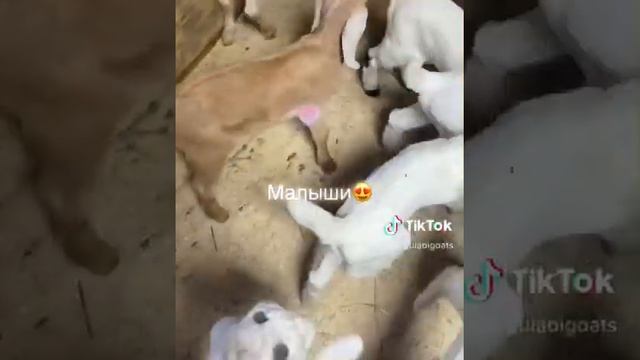Козлята породы Гулаби ?gulabi смотреть онлайн
