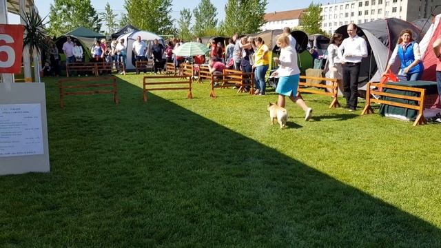 Ринг Французких бульдогов(класс чемпионы) Сату-маре Румыния21.04.18 смотреть онлайн