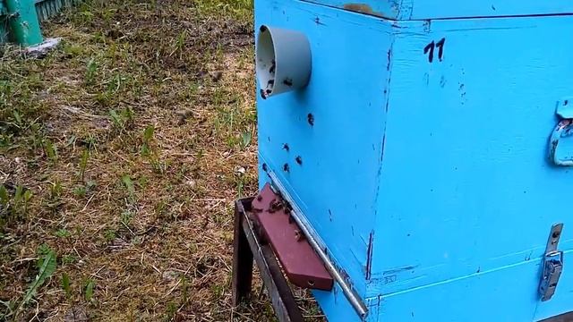 Пасека.Вывод маток,без переноса личинок..Простой метод,чтобы получить хороших маток. смотреть онлайн