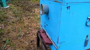 Пасека.Вывод маток,без переноса личинок..Простой  метод,чтобы получить   хороших маток.