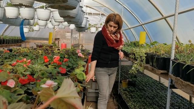 Что растет на нижней полке смотреть онлайн