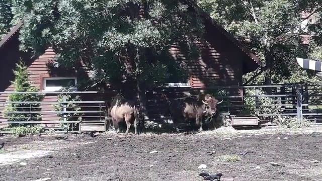 Калининградский ЗООПАРК И ЕГО ЗВЕРИ часть№2 смотреть онлайн