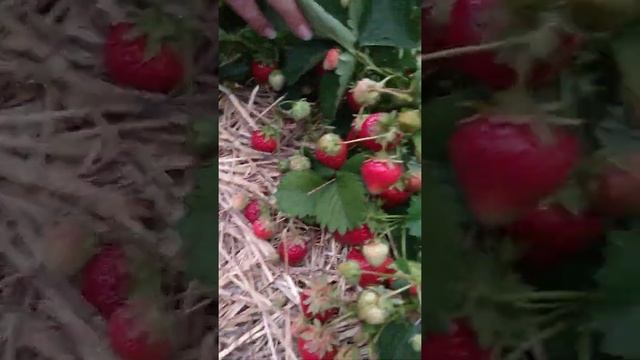 Клубника "мармолада" 2020 смотреть онлайн