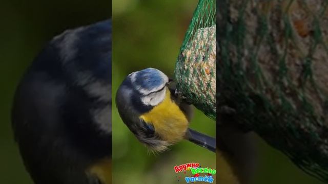 Животные домашние и дикие, птицы + Звуки и голоса животных смотреть онлайн