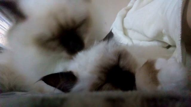 Котята породы Священная Бирма... Нежность смотреть онлайн