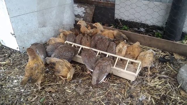 Растим цесарок вместе с цыплятами, чтобы отучить цесарок летать. А получили стаю чокнутых птиц ? смотреть онлайн