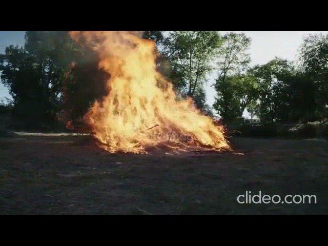 вязы мои  Наташа  Корнеева