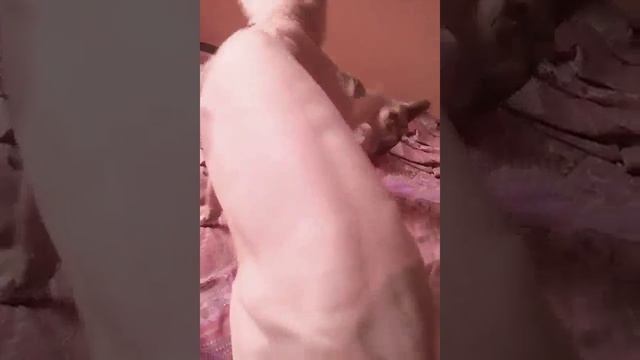 утренние игры сфинксов | a morning game of sphinxes смотреть онлайн
