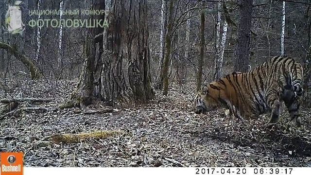 Заповедник "Бастак": взрослый самец тигра смотреть онлайн