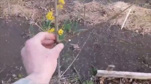 Азбука кизила.Принципы формировки.Результат через 3 года.