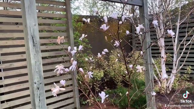 Какие магнолии порадуют в Подмосковье? смотреть онлайн