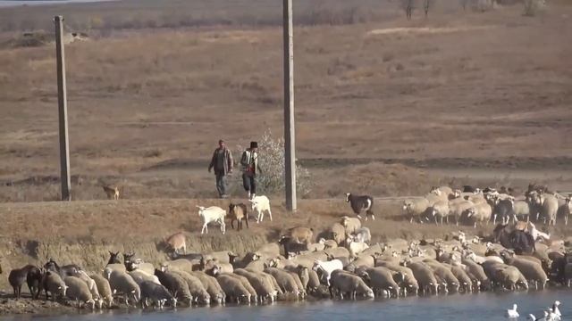 Касым - это осенний антипод гагаузского праздника Хедерлез смотреть онлайн