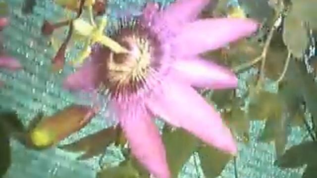 Bees Pollinating Passionflower смотреть онлайн