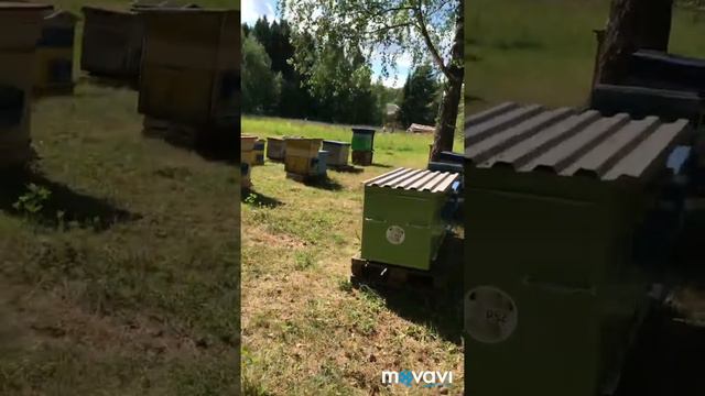 Рождение пчелы!!! смотреть онлайн