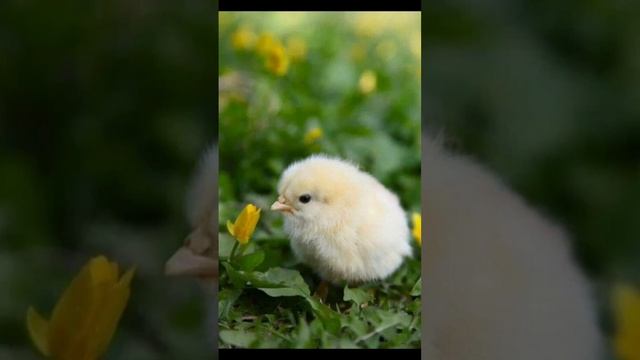 Можно ли вывести цыплёнка из магазинного яйца?Ответ в видио☺️?-?? смотреть онлайн