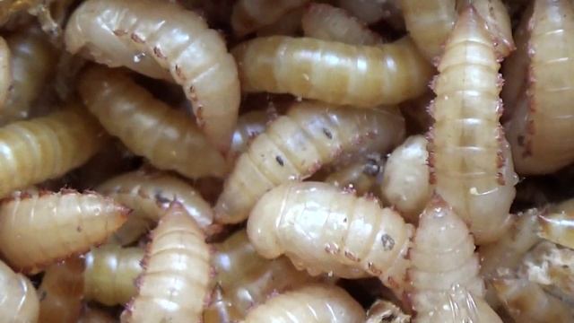 Чудеса! Личинки И Куколки Жука-Знахаря Ulomoides dermestoides,Coleoptera: Tenebrionidae смотреть онлайн