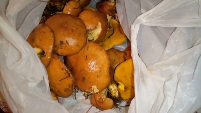 Берегиня) ❤️ ЗЕЛЕНЬ ДЛЯ ГИГАНТОВ ❤️ Липов Цвет! ❤️ Сосновый мед.) ❤️ Мас-ля-та!! смотреть онлайн