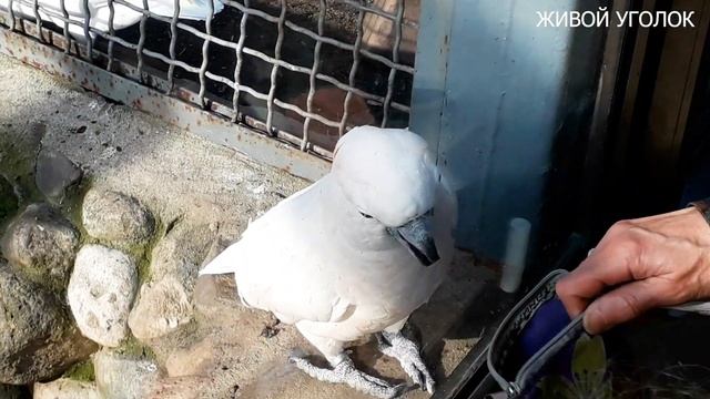 РЕАКЦИЯ ПОПУГАЯ НА ЦВЕТА/КАКАДУ В ЗООПАРКЕ смотреть онлайн