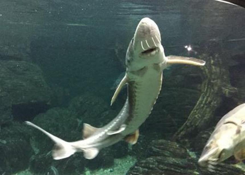 Аквариум для реализации рыбной продукции