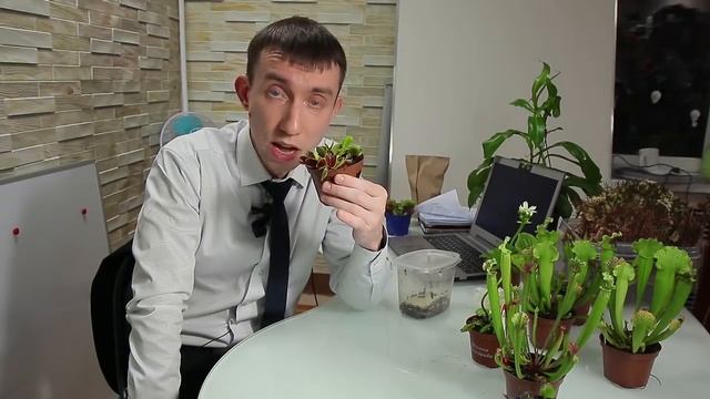 УДИВИТЕЛЬНЫЕ РАСТЕНИЯ: Новая рубрика в новом году. Венерина мухоловка (хищные растения) смотреть онлайн