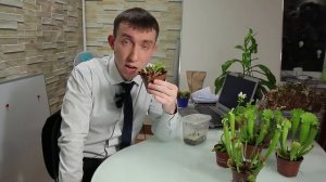 УДИВИТЕЛЬНЫЕ РАСТЕНИЯ: Новая рубрика в новом году. Венерина мухоловка (хищные растения)