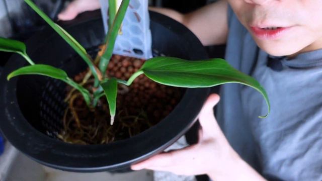 Repotting My Monstera Burle Marx Flame 💚 REPOT WITH ME 🔥