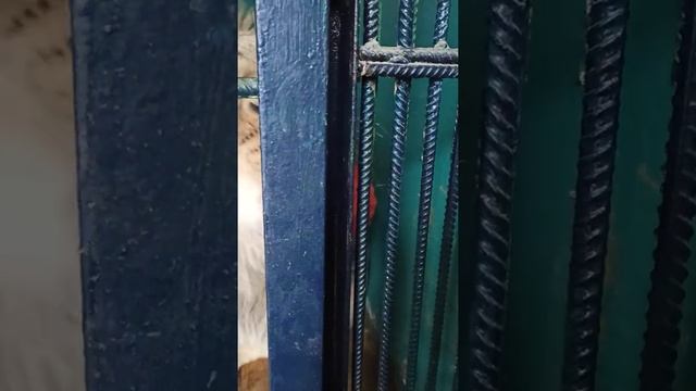 Умен и сообразителен??❤ смотреть онлайн