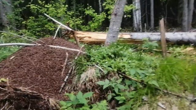 Прогулка по лесу в поисках медоносов Комары чуть не съели смотреть онлайн
