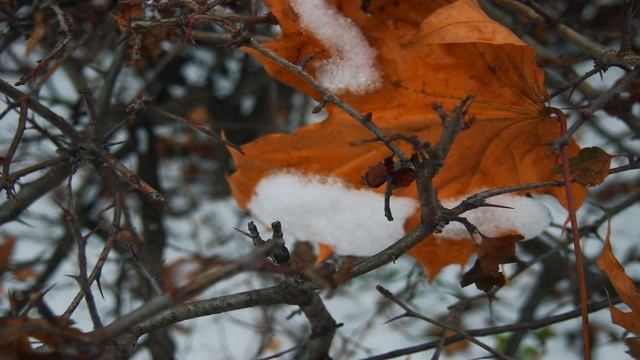 Муром.Первый снег в Окском парке - 18 ноября 2018 / Murom. The first snow in Oksky Park смотреть онлайн
