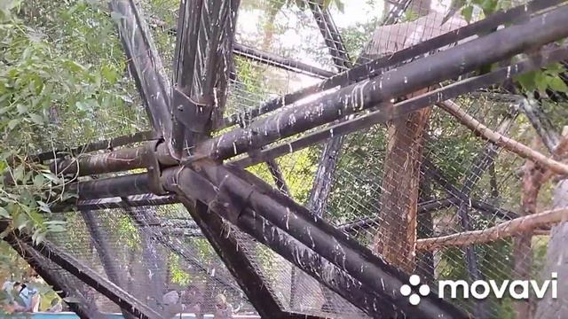 Продолжение экскурсии: океанариум, зоопарк. смотреть онлайн