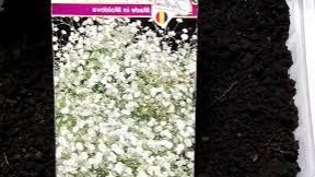 Сеем цветы_ГИПСОФИЛА _ Ковент Гарден__Сезон открыт.