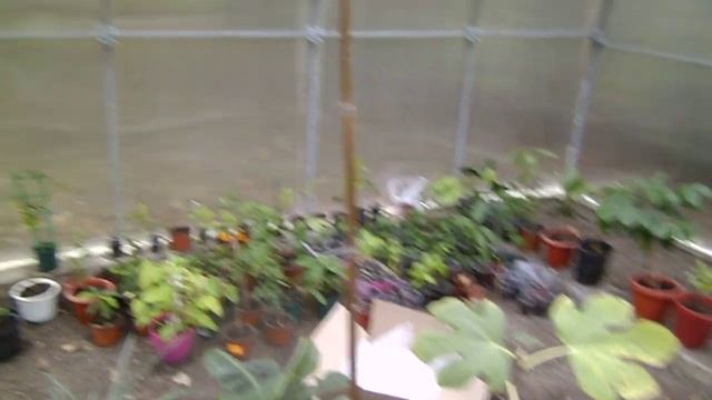 моя тропическая теплица