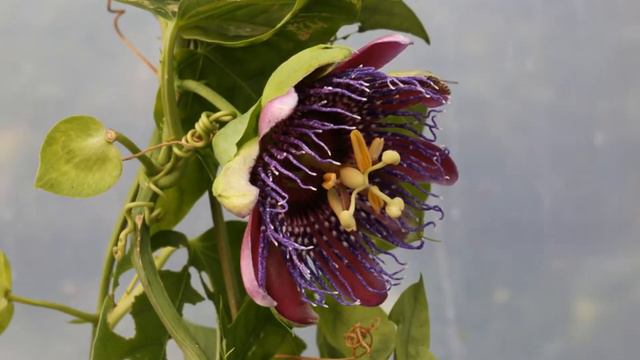 Fioritura della Passiflora 'Marijke' смотреть онлайн