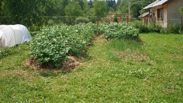 Как сажать на целине без перекопки? смотреть онлайн