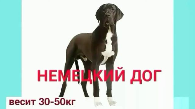 ПОРОДЫ СОБАК. КАРТОЧКИ ДЛЯ ДЕТЕЙ. смотреть онлайн