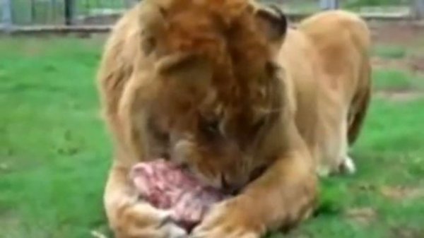 Лигр и Тигролев - невероятные искусственные породы кошек, которых не увидишь в дикой природе