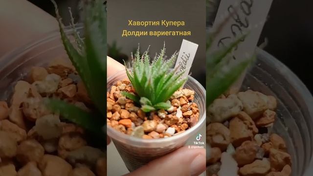 Хавортия Купера Долдии вариегатная. смотреть онлайн