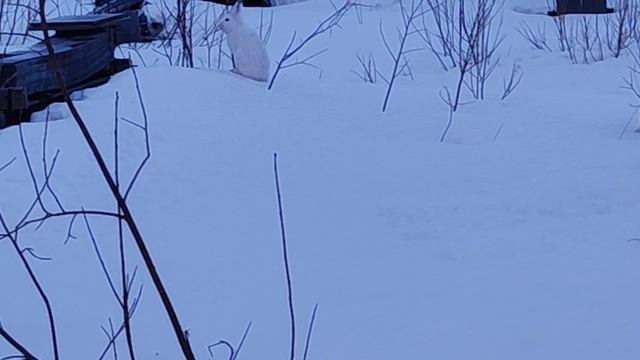 Дикий заяц-беляк. смотреть онлайн