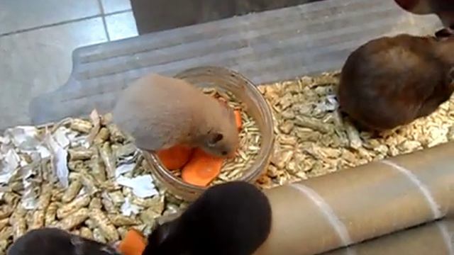 Где ж моя морковка ?) смотреть онлайн