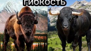 Бык    [vs]   Бизон