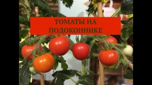 ТОМАТЫ НА ОКНЕ. Дачные сезоны с Мариной Рыкалиной