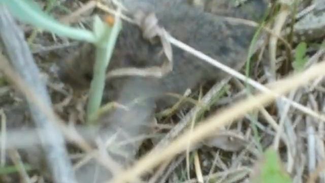 жаба ест мышку смотреть онлайн