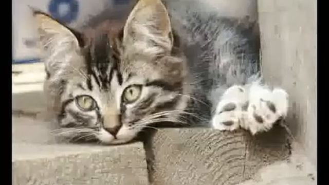 Серый котенок смотреть онлайн
