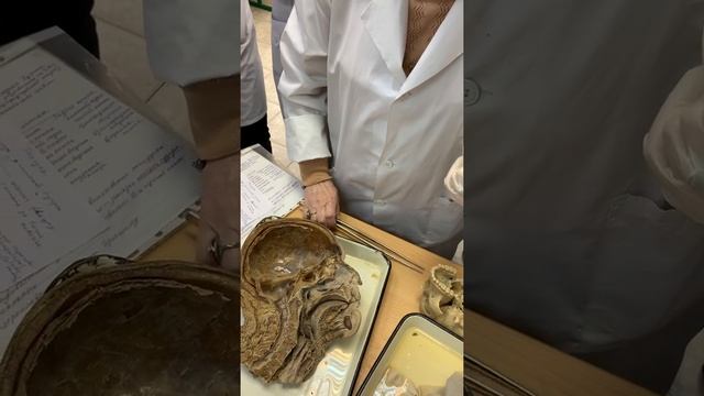 Пищеварительная система часть 3. Глотка,пищевод, желудок. Соколова Е.А. смотреть онлайн